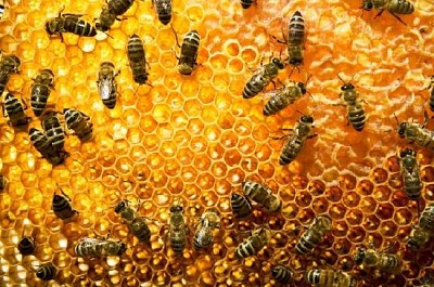 Bees on Honeycomb