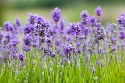 Lavender jigsaw puzzle