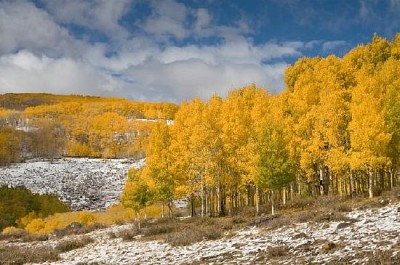 Yellow Trees Waiting for Winter