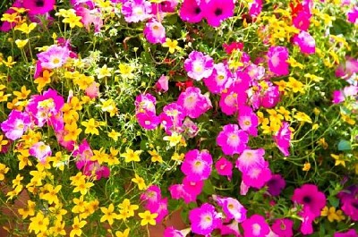 Rapeseed Flowers