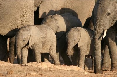 Groupe de bébé éléphant