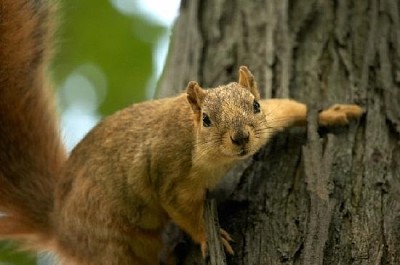 Squirrel on a Tree