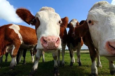 Cows Up Close