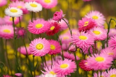 Campo de flores silvestres em Kings Park, Perth, Austrália