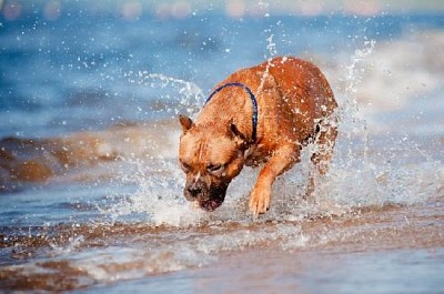 Cachorro Staffordshire Terrier americano brincando na praia