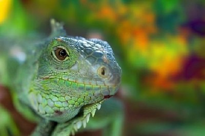 Green Iguana jigsaw puzzle