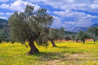 Olive Grove