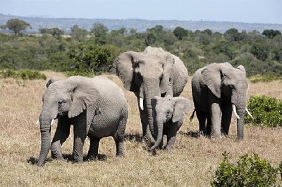 Tribo dos elefantes