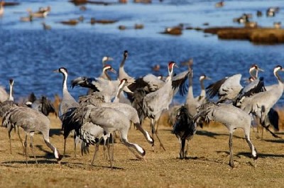 Common Crane