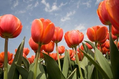 Tulip Field