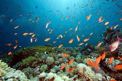 Oceano, Sol, Peixes e Coral