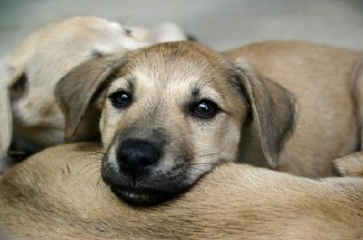 La mirada del perrito