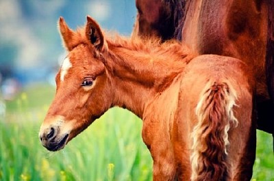 Young Foal