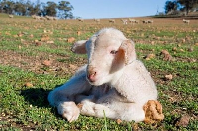 Lamb Resting