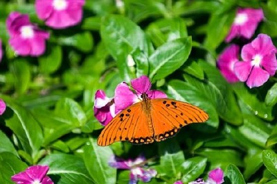 Papillon descend dans le jardin