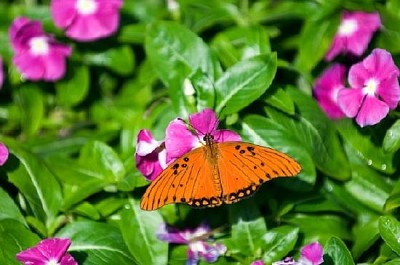 Borboleta Apareça No Jardim