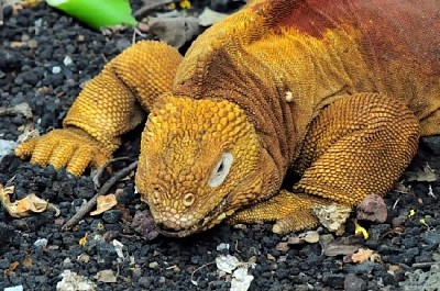Red Dragon