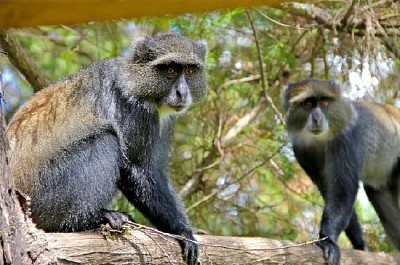 Monkies de terciopelo en un árbol