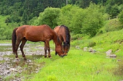 Zwei grasende Pferde