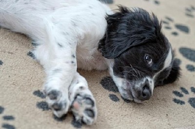 安静時の子犬