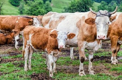 Mãe vaca com seu bezerro