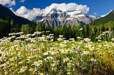 Marguerites au parc provincial du mont Robson, Canada