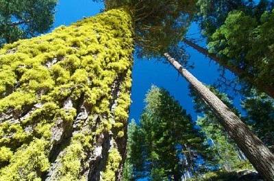 Lichen jigsaw puzzle