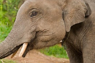 Giovane elefante maschio