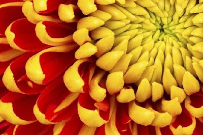 Fleur de dahlia jaune