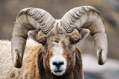 Grandi pecore cornute delle montagne rocciose