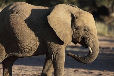 Joven del esquivo elefante del desierto