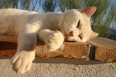 Спяща бяла котка