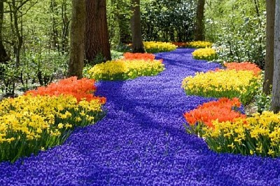 Spring Flowers
