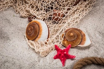 Clams jigsaw puzzle