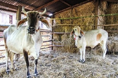 Deux vaches blanches