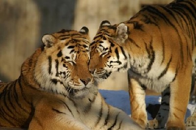 兩隻老虎