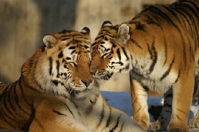 Deux tigres