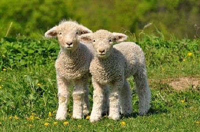 Deux agneaux mignons
