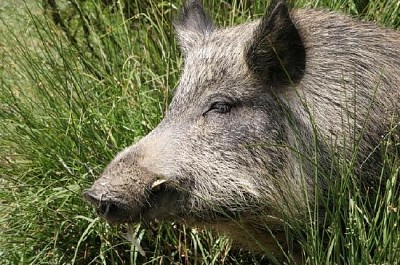 Pig in the Sun jigsaw puzzle