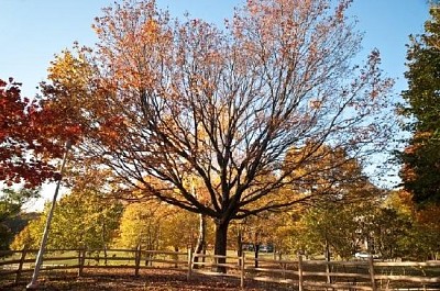 Caída en Ontario, Canadá