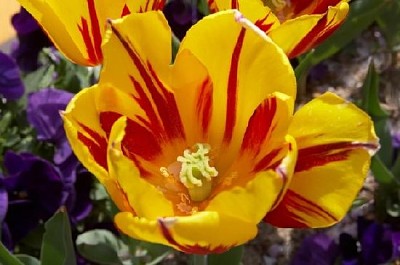 Tulipán amarillo con tiras rojas