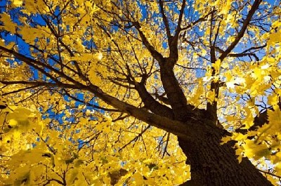 Albero in autunno