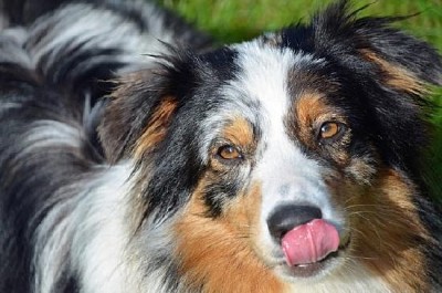 Aussie Dog  jigsaw puzzle