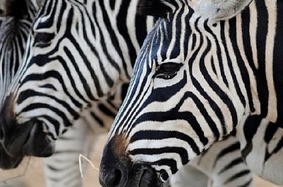 Zebras jigsaw puzzle