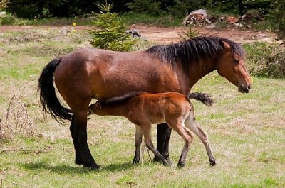 Potro joven con madre