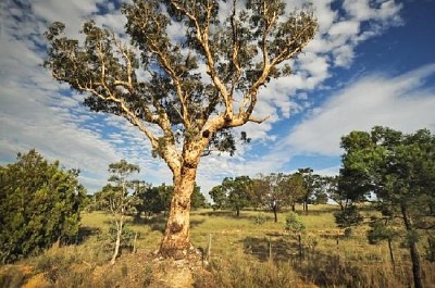 Cenário Rural Típico na Austrália