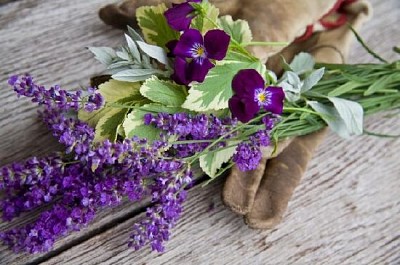 Lavendel, Stiefmütterchen und Gartenhandschuhe
