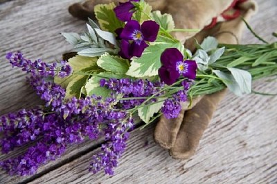 Lavanda, amores-perfeitos e luvas de jardim