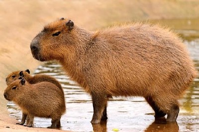 Tres capibaras