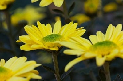 Chrysanthèmes